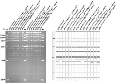 Construction of pseudorabies virus variant attenuated vaccine: codon deoptimization of US3 and UL56 genes based on PRV gE/TK deletion strain